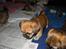 Blanding af racer (mops/pekingeser) Bob