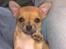 Chihuahua Kimie - Vinke vinke! Kom snart igen og se til mig :)