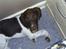 Gammel dansk hønsehund /Labrador    Laban