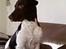 Gammel dansk hønsehund /Labrador    Laban