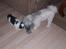 Lhasa apso R.I.P TUX - det var tæt på et lille kys, men hun skal ikke ha den strømpe.