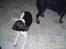 Gammel dansk hønsehund /Labrador    Laban