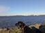 Labrador retriever Molly*R.I.P.* - Jeg nyder lige den smukke udsigt ud over Limfjorden 07
