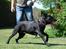 Labrador retriever Molly*R.I.P.* - Wroooom - boldleg kan godt få mig i løb :o) D. 23. maj 2010