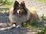 Collie langhåret Bella *AFLIVET* - Bella på gåtur. :D