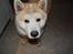 Akita inu Silver - "Giv mig maaaad..."