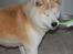 Akita inu Silver - "Jeg skal hjælpe med at vaske ooop"