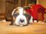 Basset hound columbus - du kan se os på de10.miken.dk