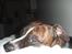 Amerikansk staffordshire terrier Tiger - Blir puttet lidt..