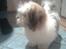 Bichon havanais Gizmo <3 DØD :'( 