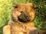 Eurasier Nemo (Beebob) R.I.P. - Nemo ca. 8 uger... år 2000