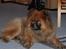 Eurasier Nemo (Beebob) R.I.P. - Nemo sommeren 2008