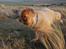 Eurasier Nemo (Beebob) R.I.P. - Nemo sommeren 2008 ved Søndervig i stiv kuling!