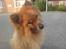 Eurasier Nemo (Beebob) R.I.P. - Nemo år 2008, sendsommeren og gider faktisk ikke tages flere billeder nu... *GG*