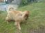 Eurasier Nemo (Beebob) R.I.P. - Nemo år 2008... leger med meget slidt ben... "mon ikke det snart bevæger sig?"