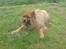 Eurasier Nemo (Beebob) R.I.P. - Nemo år 2008... leger med meget slidt ben... "Kom nu og tag den, hvis du da tør?"
