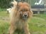 Eurasier Nemo (Beebob) R.I.P. - Nemo år 2008... leger med meget slidt ben... "Nu kan jeg altså snart ikke mere, husk jeg er en gammel hund!"