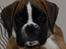 Boxer Apollo - Her er Apollo, kun 3 1/2 uge gammel