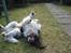 Engelsk springer spaniel Nemo 