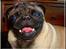 Mops *~Møffe~* - Appelsiiiiiin...