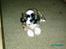Shih tzu Anton - Fra mine unge dage - 9 uger gammel!