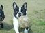 Fransk bulldog Charlie - Grumpy