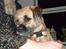 Border terrier .- Zoë -.  { Min'Ged ! :D - Lille Zoë<333