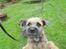 Border terrier .- Zoë -.  { Min'Ged ! :D - Har du mad<3