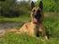 Malinois Hexe