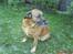 Blanding af racer Labrador-Broholmer-Molly
