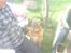 Blanding af racer Labrador-Broholmer-Molly