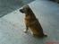 Blanding af racer Labrador-Broholmer-Molly