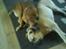 Blanding af racer Labrador-Broholmer-Molly