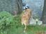 Blanding af racer Labrador-Broholmer-Molly