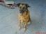 Blanding af racer Labrador-Broholmer-Molly