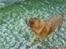 Blanding af racer Labrador-Broholmer-Molly