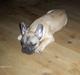 Fransk bulldog Elvis
