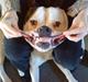 Amerikansk bulldog Zako aKa Underbid