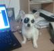 Chihuahua Bobo