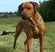 Rhodesian ridgeback M'Gongo Tasu A Saba