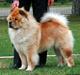 Chow chow Bidachows Gentle Gibson