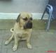 Boerboel Hugin :)