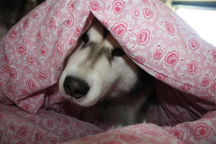 Alaskan malamute Ayrin - Hvis jeg nu gemmer mig her, så kan det være at de ikke lægger mærke til mig:-) billede 14