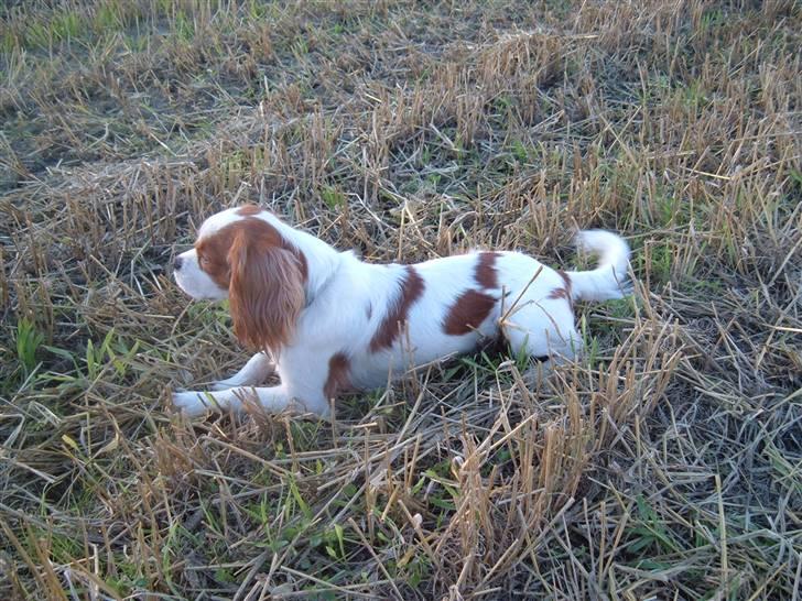 Cavalier king charles spaniel Dalstrups Batmann - Batmann billede 1