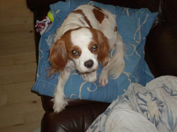 Cavalier king charles spaniel Dalstrups Batmann billede 2