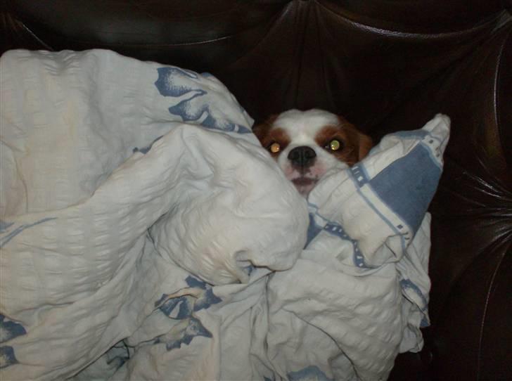 Cavalier king charles spaniel Dalstrups Batmann billede 3