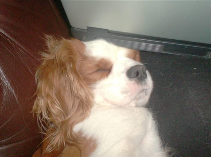 Cavalier king charles spaniel Dalstrups Batmann billede 4