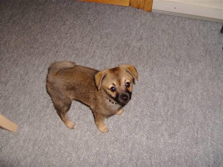 Blanding af racer Smilla - Her er jeg nede og blive vist frem for mormor billede 1