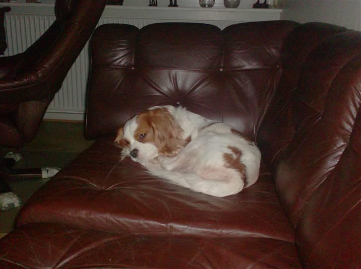 Cavalier king charles spaniel Dalstrups Batmann billede 5
