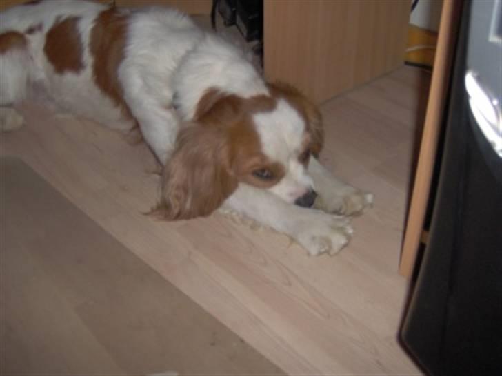 Cavalier king charles spaniel Dalstrups Batmann billede 6